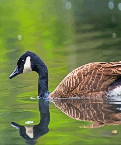 Canadian Goose In Water paint by numbers