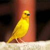 Canary Bird paint by numbers