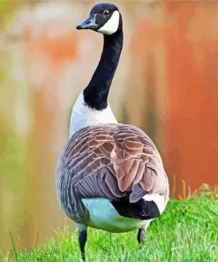 Canadian Goose Bird paint by numbers