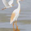 Cattle Egret Bird paint by numbers