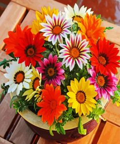 Colorful Gazanias paint by number