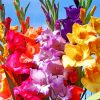 Colorful Gladiola paint by number