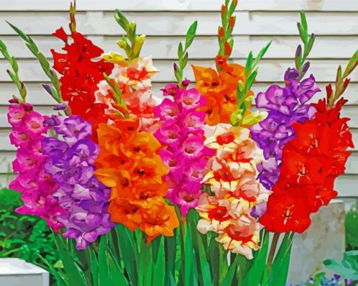 Colorful Gladiolus Flowers paint by number