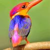 Colorful Kingfisher paint by numbers