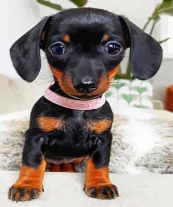 Cute Doxie Puppy paint by numbers