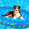 Cute Floating Dog paint by number