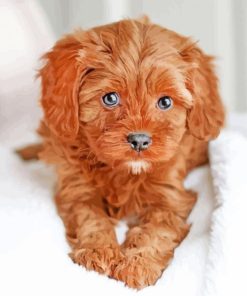 Cute Brown Goldendoodle paint by number