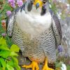 Cute Falcon Bird paint by number