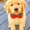 Cute Golden Retriever Puppy paint by number