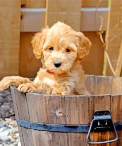 Cute Goldendoodle paint by number