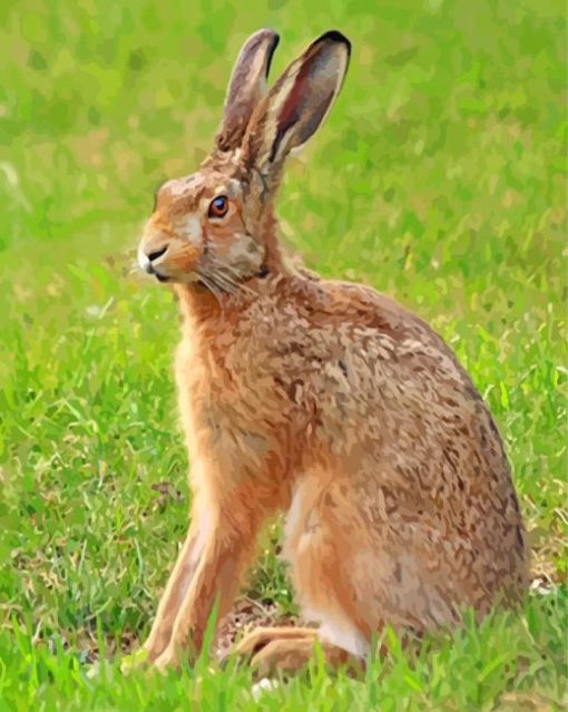 Cute Brown Male Hare paint by numbers