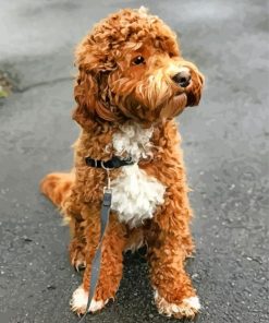 Cute Labradoodle paint by numbers