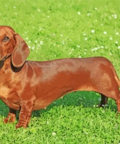Dachshund Dog paint by numbers