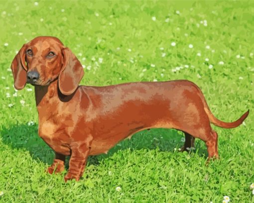 Dachshund Dog paint by numbers
