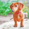 Dachshund Puppy Dog paint by numbers