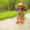 Dachshund With Sunglasses And Hat paint by numbers