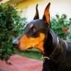 Doberman Pinscher Dog paint by number Breed paint by number