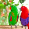 Eclectus Parrot Birds paint by number