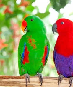 Eclectus Parrot Birds paint by number
