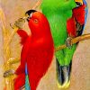 Eclectus Parrots Birds paint by number