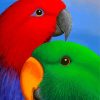 Eclectus Parrots Heads paint by number