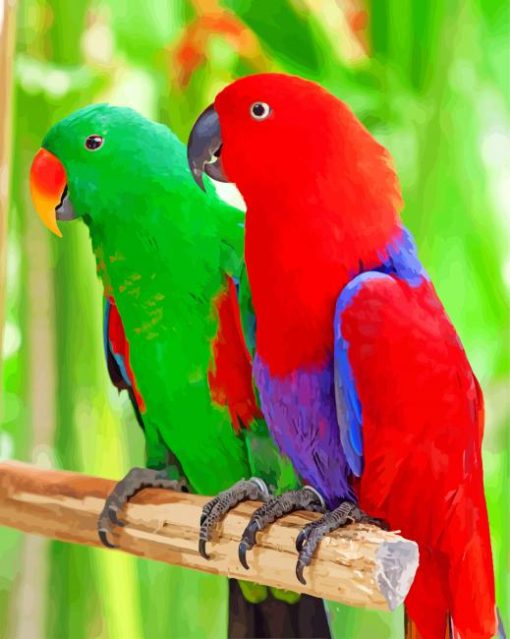 Eclectus Parrots paint by number