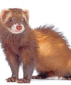 Ferret Animal paint by numbers