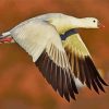 Fliying Snow Goose paint by numbers