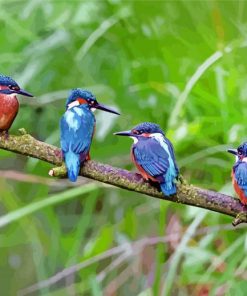 Four Kingfishers on Branch In Leeds paint by numbers