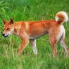 Fraser Island Dingo paint by numbers
