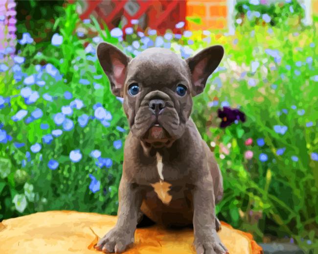 Frenchie Puppy paint by numbers