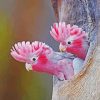Gallah Birds paint by number