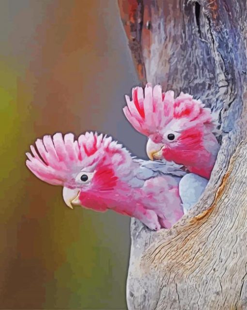 Gallah Birds paint by number