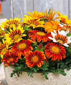 Gazania Rigens paint by numbers