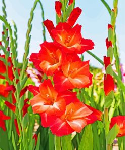 Gladiolus Guinea paint by number