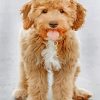 Goldendoodle paint by numbers