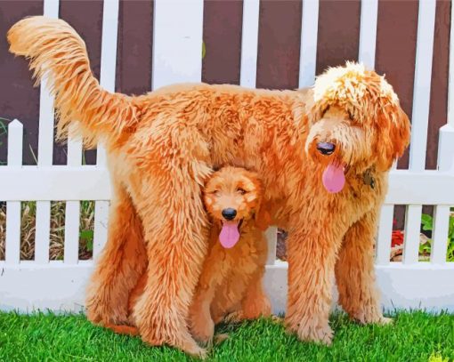 Goldendoodles Dogs paint by numbers