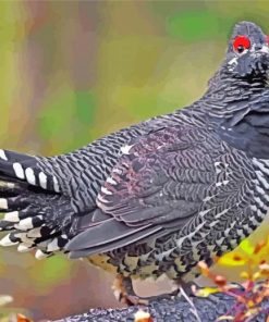 Grouse Bird Animal paint by numbers
