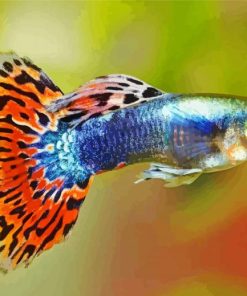 Guppy Fish paint by numbers