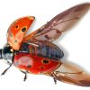 Insect Ladybug paint by numbers