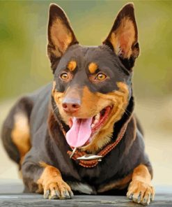Kelpie Dog paint by numbers