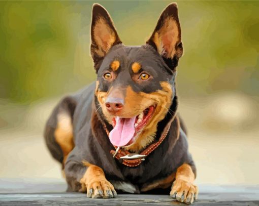 Kelpie Dog paint by numbers