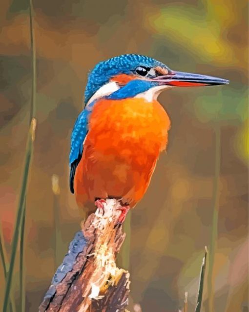 Kingfisher Bird Animal paint by numbers
