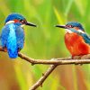 Kingfishers Birds paint by numbers