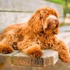 labradoodle-pupp-paint-by-number