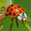 Ladybeetle Insect paint by numbers