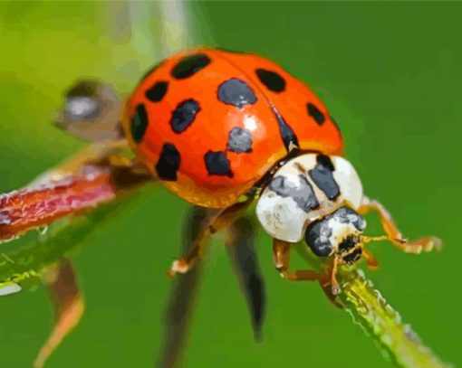 Ladybeetle Insect paint by numbers