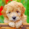 Mini Goldendoodle Puppy paint by numbers