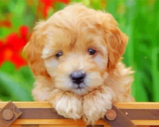 Mini Goldendoodle Puppy paint by numbers