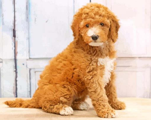 Mini Goldendoodle paint by numbers